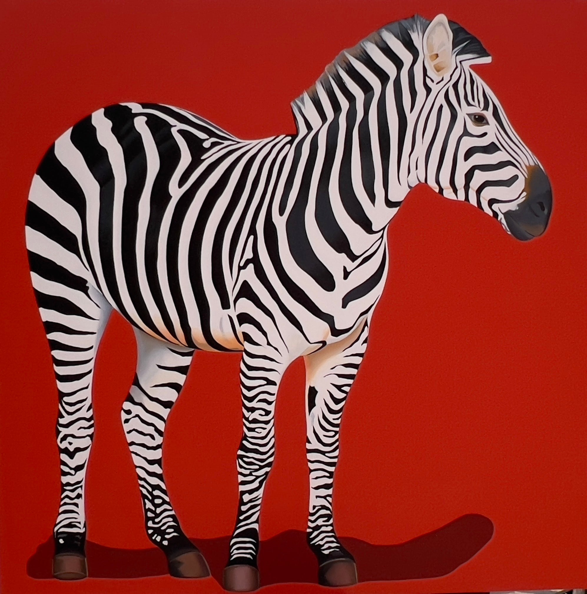 Zebra