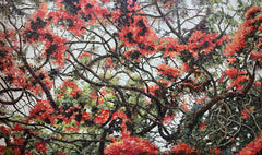 Palash: Red Blossoms