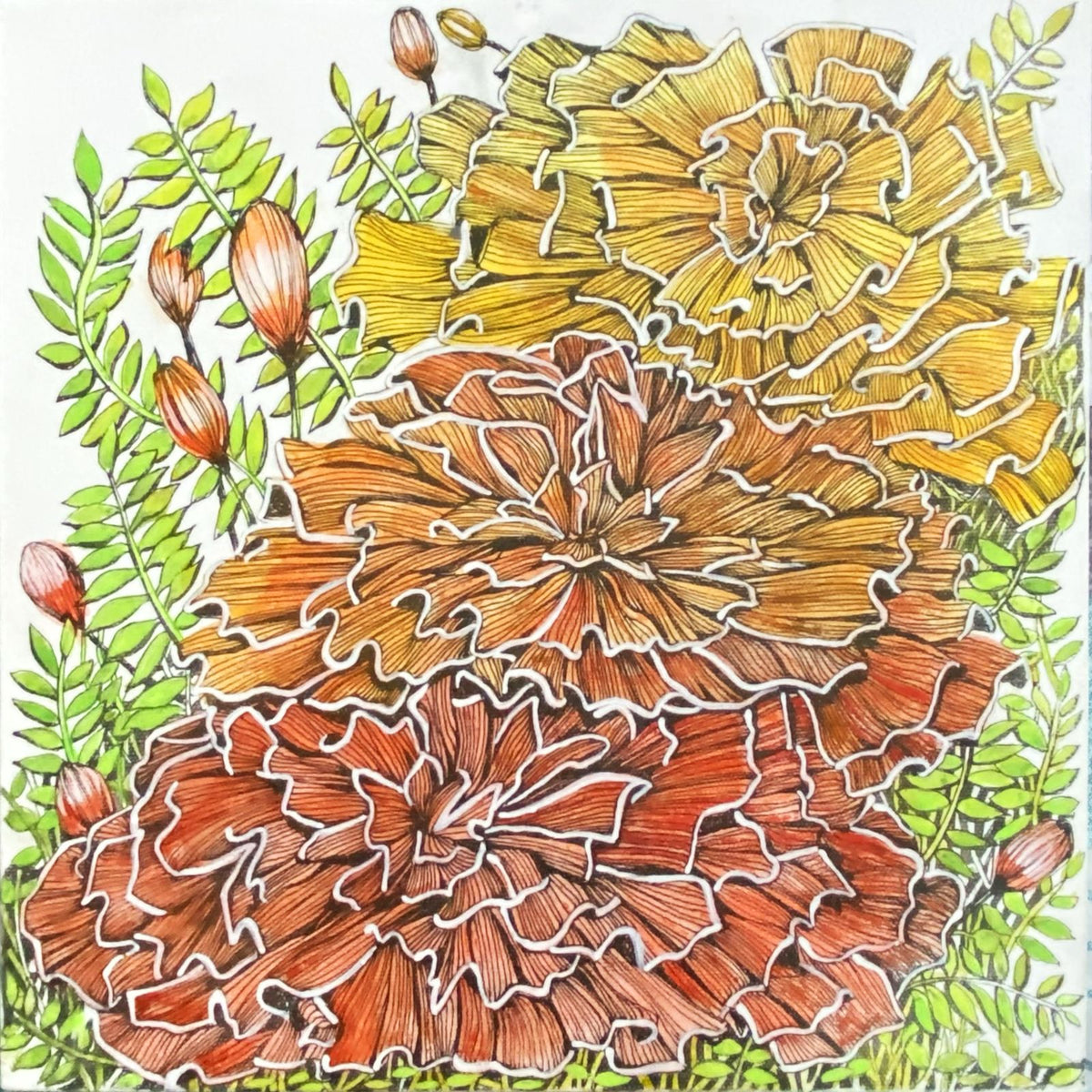 Colorful floral marigold with orange, yellow hues and green flora on a white background