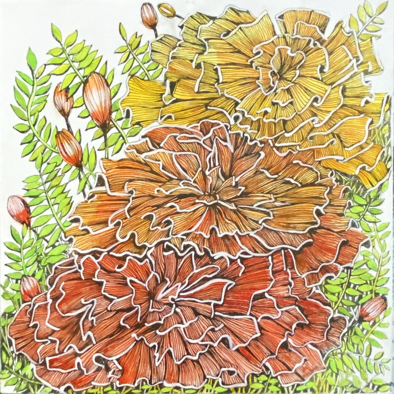 Colorful floral marigold with orange, yellow hues and green flora on a white background